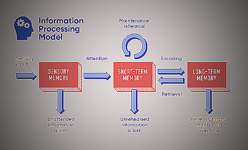 Information Processing Theory 2023: The Ultimate Guide - LeaveAdvice.com